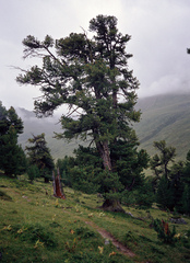 Pinus cembra