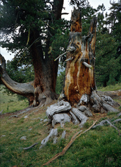 Pinus cembra