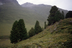 Pinus cembra