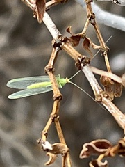 Chrysopa coloradensis