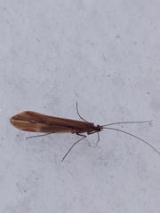 Psychoglypha