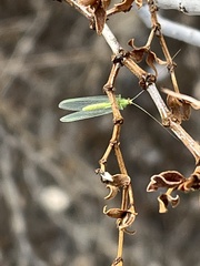 Chrysopa coloradensis