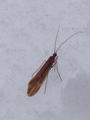 Psychoglypha
