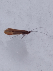 Psychoglypha