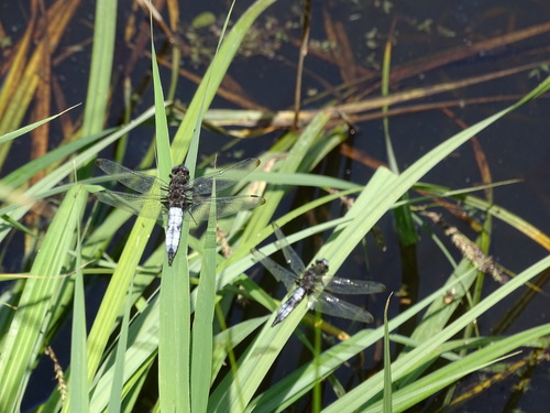 Scarce Chaser, 8371 Scheerwolde, Nederland, photo 6 of 10