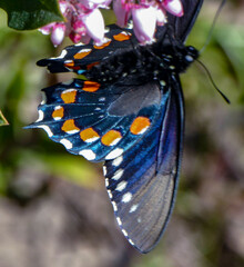Battus philenor hirsuta