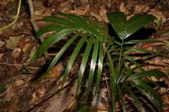 Archontophoenix cunninghamiana