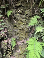 Pityrogramma calomelanos