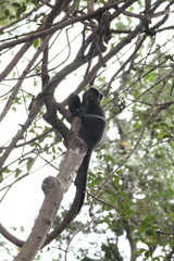 Cercopithecus mitis manyaraensis
