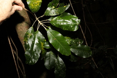 Sarcomelicope simplicifolia