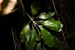 Sarcomelicope simplicifolia