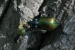 Calosoma sycophanta