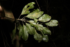 Sarcomelicope simplicifolia