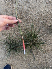 Juncus megacephalus