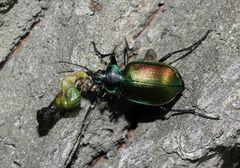 Calosoma sycophanta