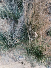 Juncus megacephalus
