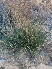 Juncus megacephalus