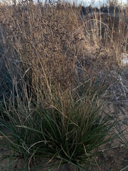 Juncus megacephalus