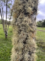 Ramalina peruviana
