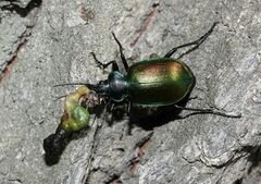 Calosoma sycophanta