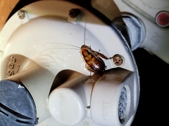 Drymaplaneta semivitta