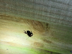 Drymaplaneta semivitta