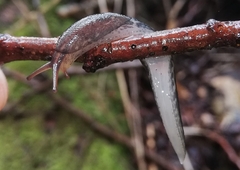 Limax maximus
