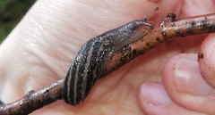Limax maximus