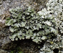 Phaeophyscia hispidula