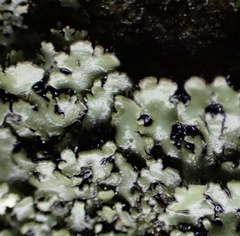 Phaeophyscia hispidula