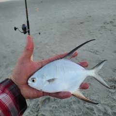 Trachinotus goodei