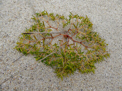 Euphorbia polygonifolia