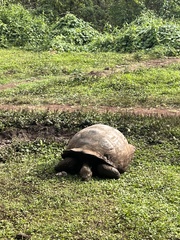 Chelonoidis niger porteri