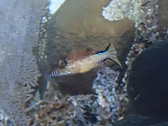 Canthigaster rostrata