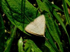 Polypogon tentacularia