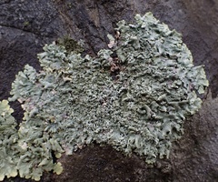 Xanthoparmelia plittii