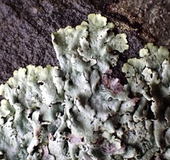 Xanthoparmelia plittii