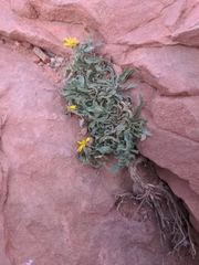Heterotheca villosa