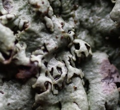 Xanthoparmelia plittii