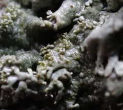 Xanthoparmelia plittii