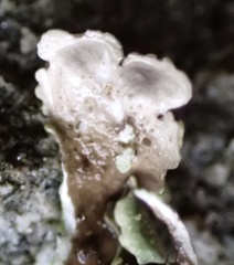 Xanthoparmelia plittii