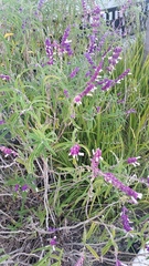 Magnoliopsida