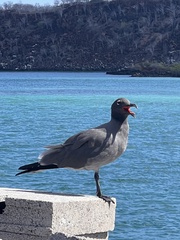 Leucophaeus fuliginosus