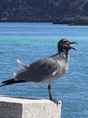 Leucophaeus fuliginosus