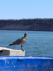 Leucophaeus fuliginosus