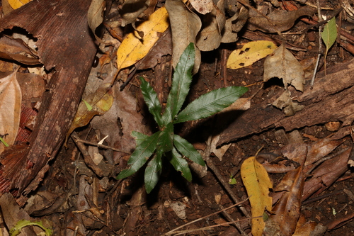 Ochna serrulata