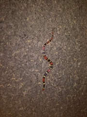 Micrurus surinamensis