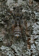 Cicada