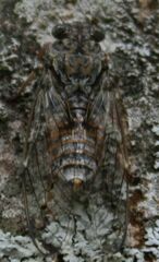 Cicada