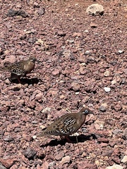 Zenaida galapagoensis